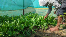 Organic Farming  At Sarani Rehabilitation & Wellness Center Near Kolkata In West Bengal Nasha Mukti Kendra
